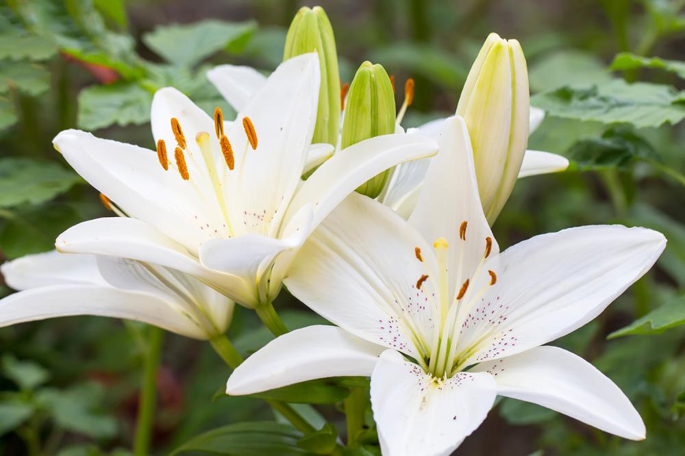 notre jardin du souvenir